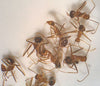 Revealing the Silent Threat: Study Highlights Devastating Impact of Invasive Ants on Biodiversity