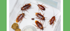 How to Get Rid of Cockroaches: A Comprehensive Guide - Part 1