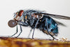Decoding the Aromatic Landscape: How Flies Master the Art of Food Detection