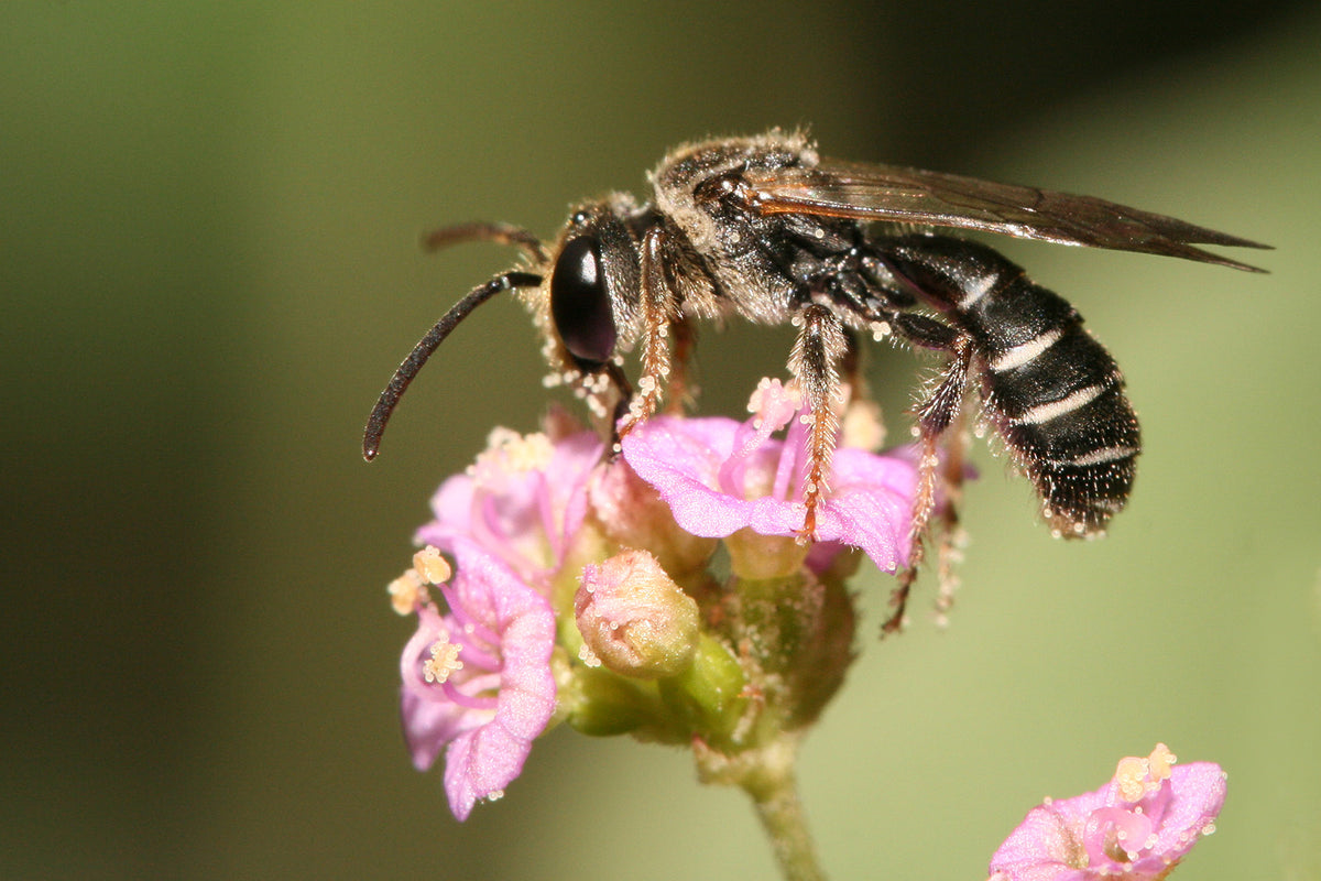 Exploring Crop Pollination Vulnerabilities Under Climate Change ...