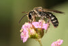 Exploring Crop Pollination Vulnerabilities Under Climate Change
